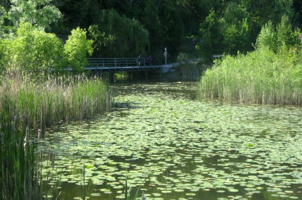 pond-evergreen-brickworks