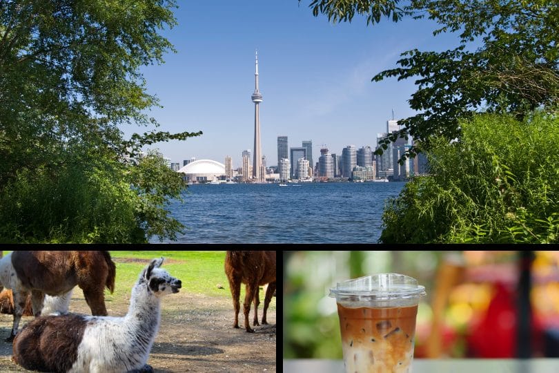 toronto island, animals at zoo, ice-coffee